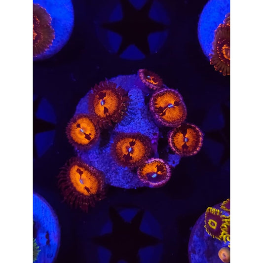 Reverse Hallucination Zoanthid Frag WYSIWYG!