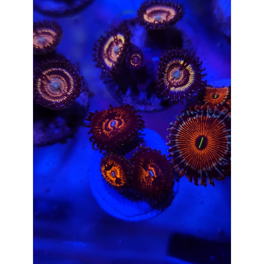 Reverse Hallucination Zoanthid Frag WYSIWYG!