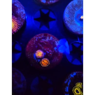 Reverse Hallucinations Zoanthid Frag WYSIWYG!