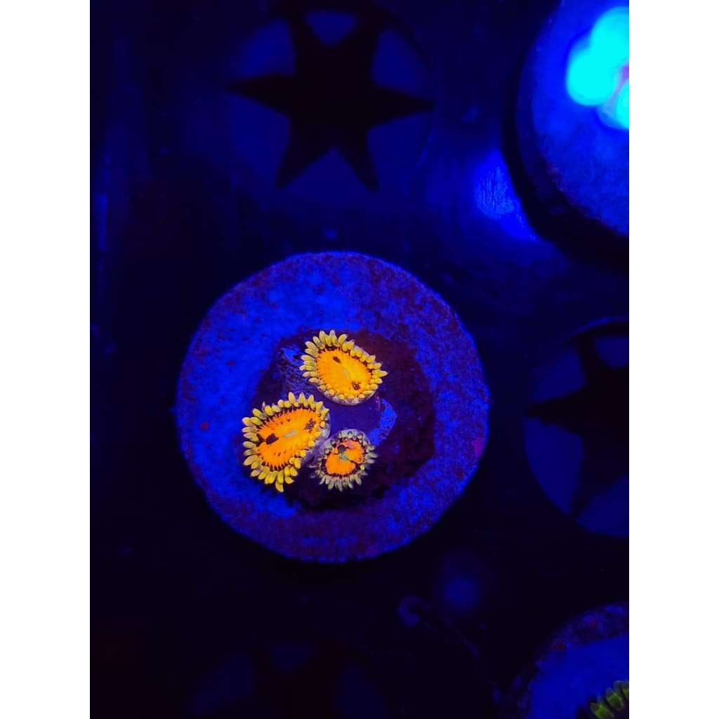 Reverse Hallucinations Zoanthid Frag WYSIWYG!