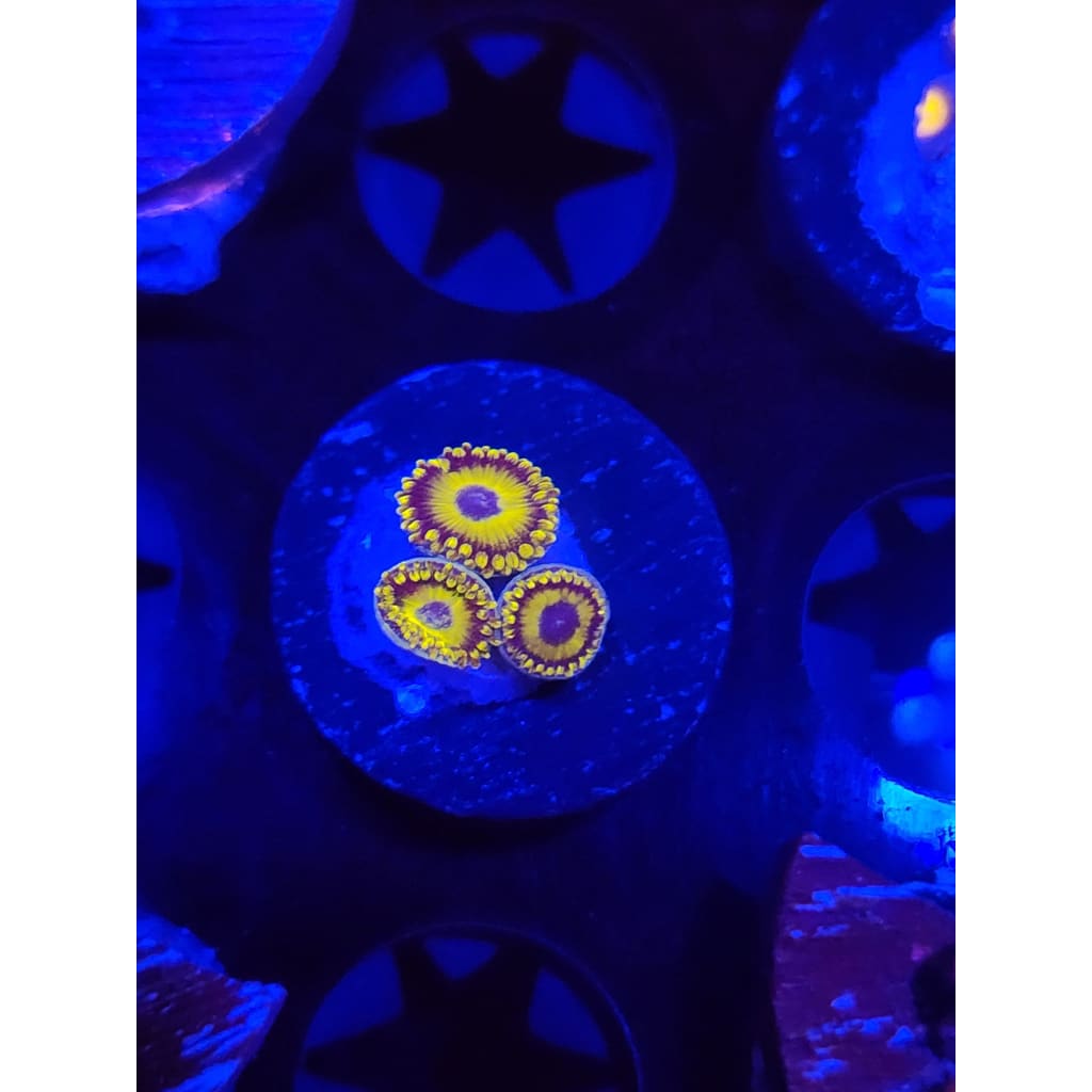 Reverse Pikachu Zoanthid Frag WYSIWYG!