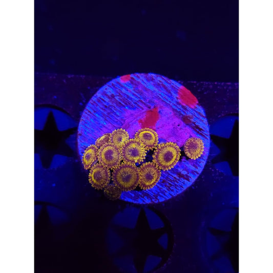 Reverse Pikachu Zoanthid Frag WYSIWYG!