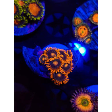 Rock Stars Zoanthid Frag WYSIWYG!