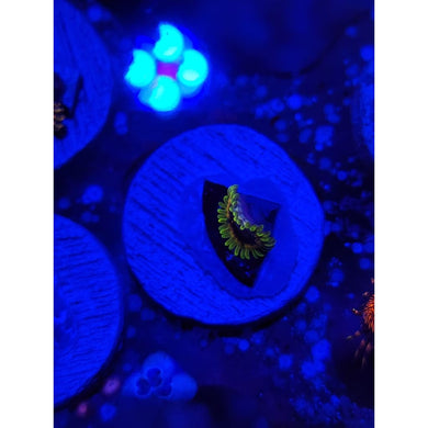 RR Adonis Zoanthid Frag WYSIWYG!