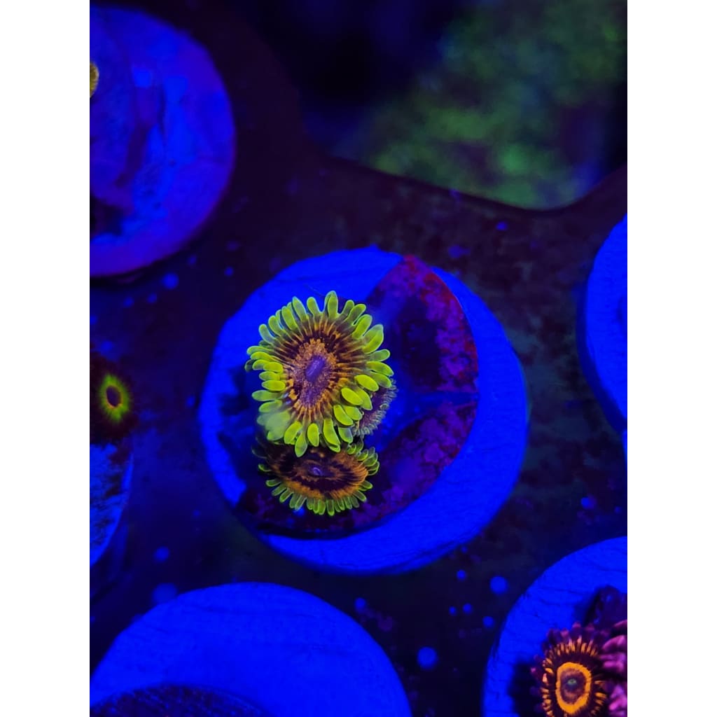 RR Adonis Zoanthid Frag WYSIWYG!