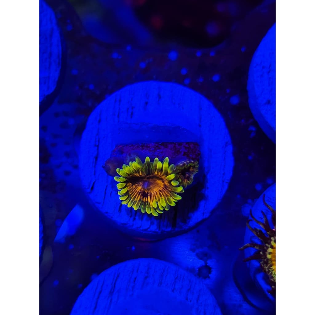 RR Adonis Zoanthid Frag WYSIWYG!