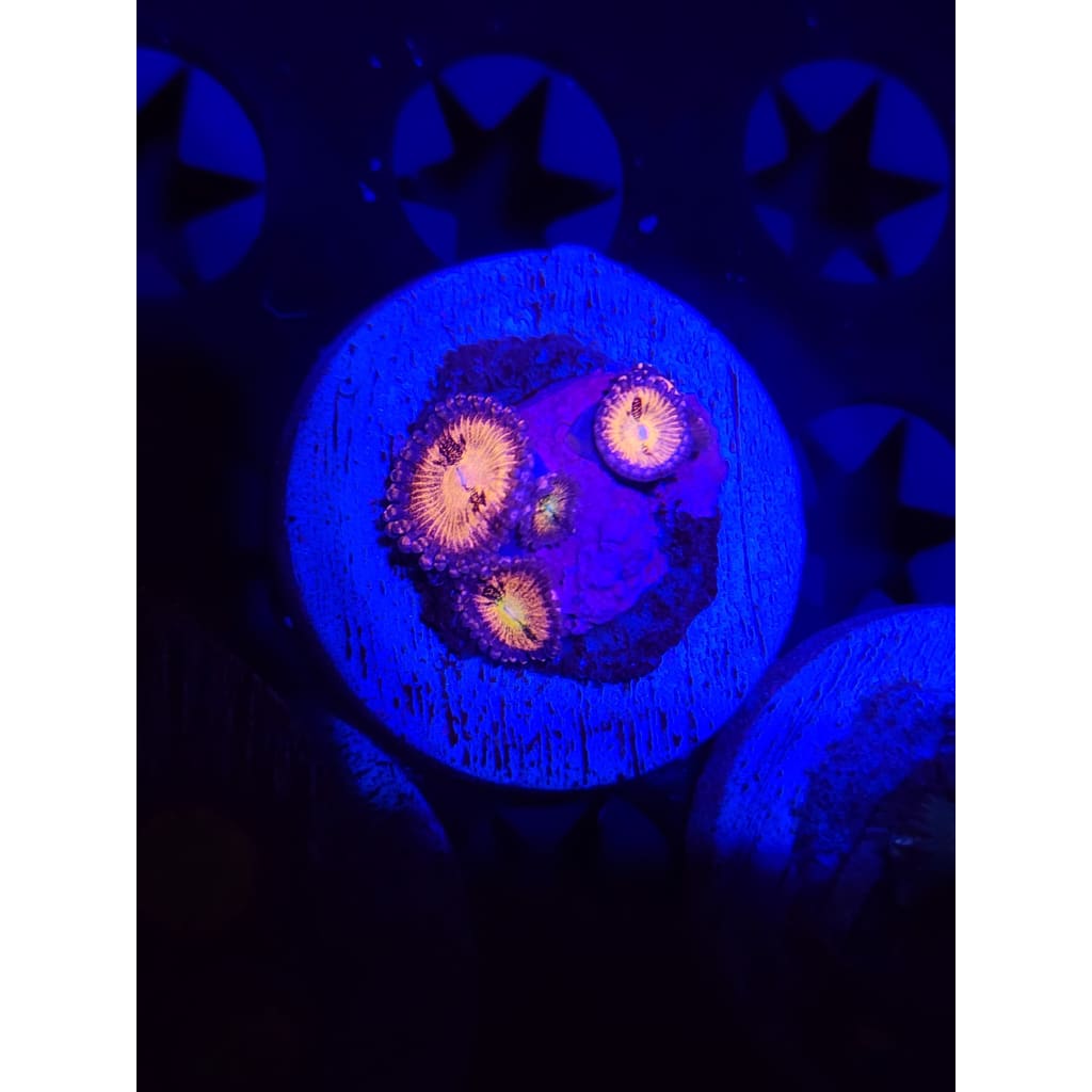 Sakura Sunrise Zoanthid Frag WYSIWYG!