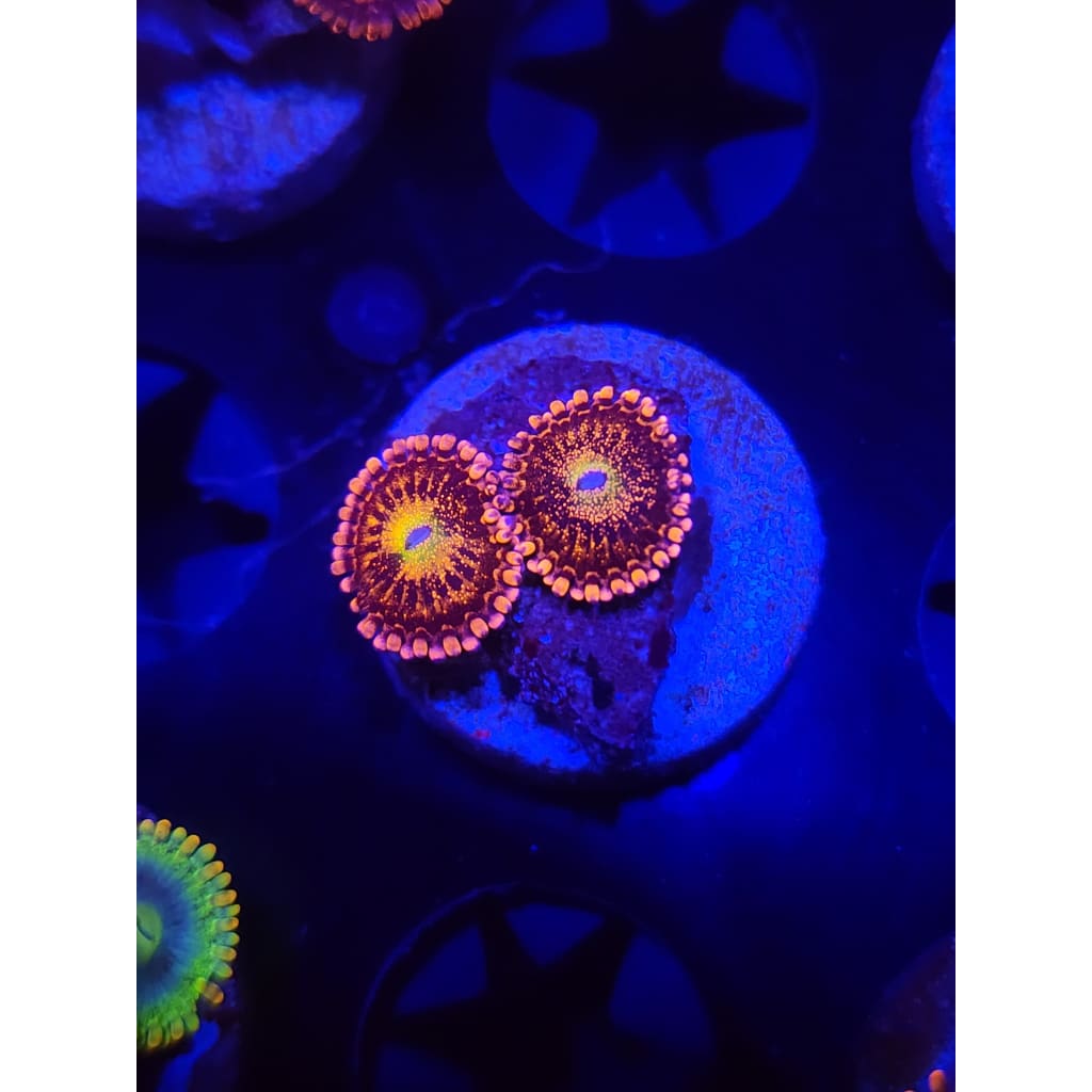 Sakura Sunrise Zoanthid Frag WYSIWYG!