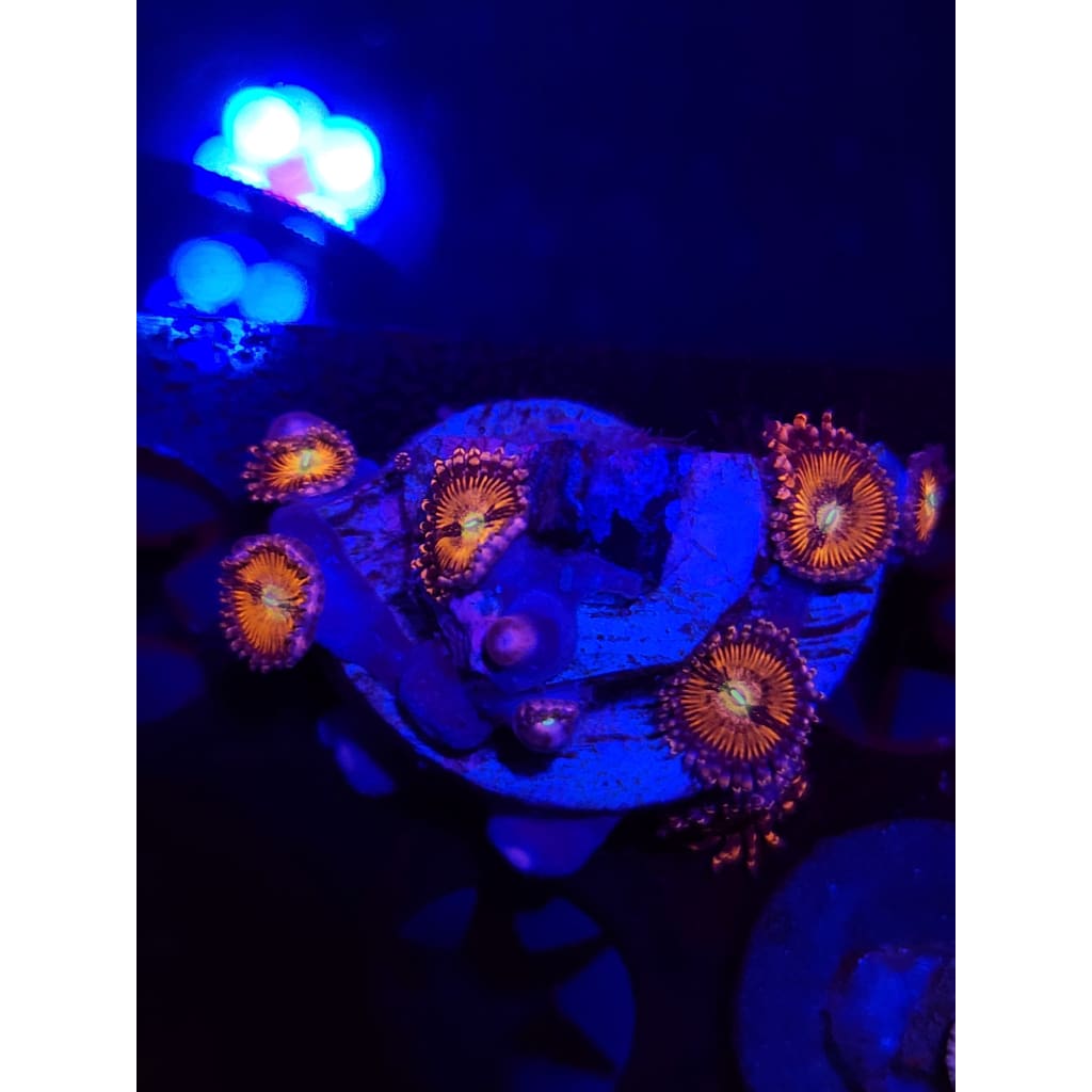 Sakura Sunrise Zoanthid Frag WYSIWYG!