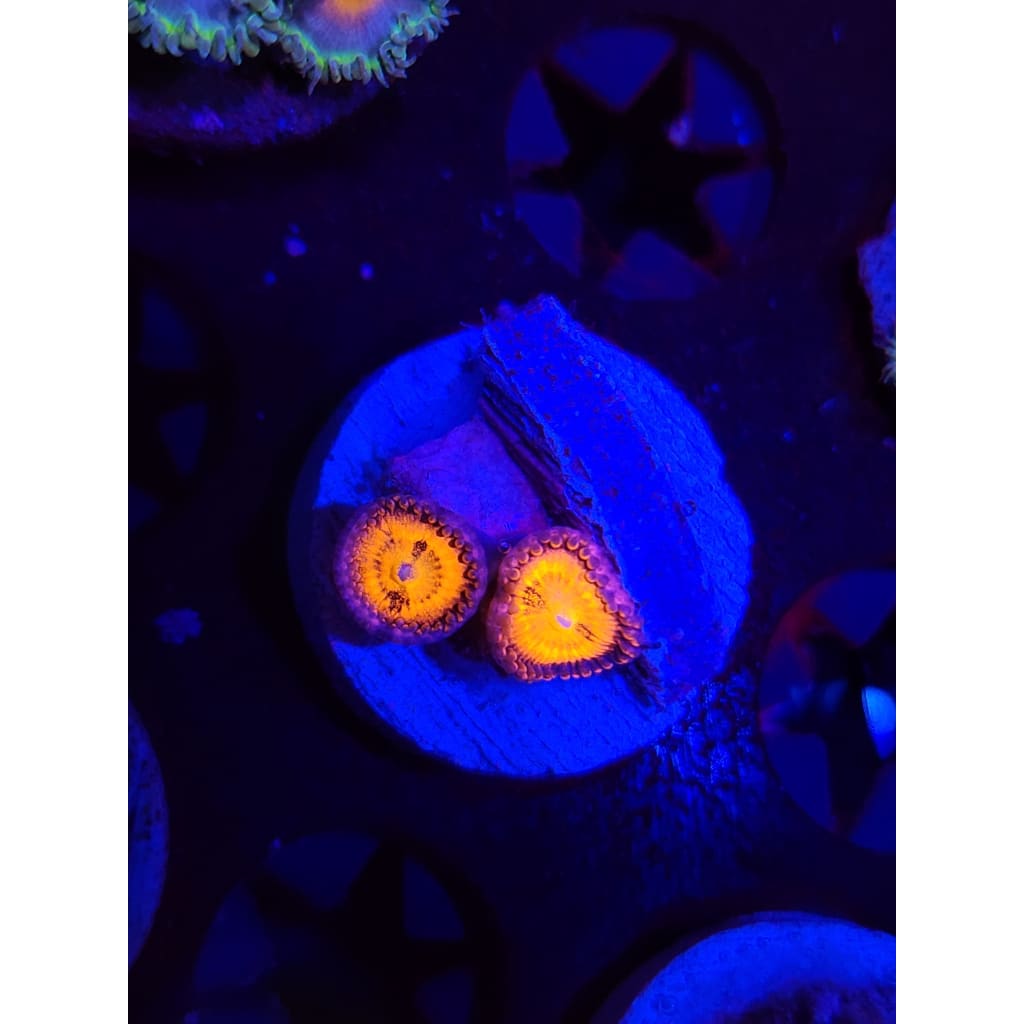 Sakura Sunrise Zoanthid Frag WYSIWYG!