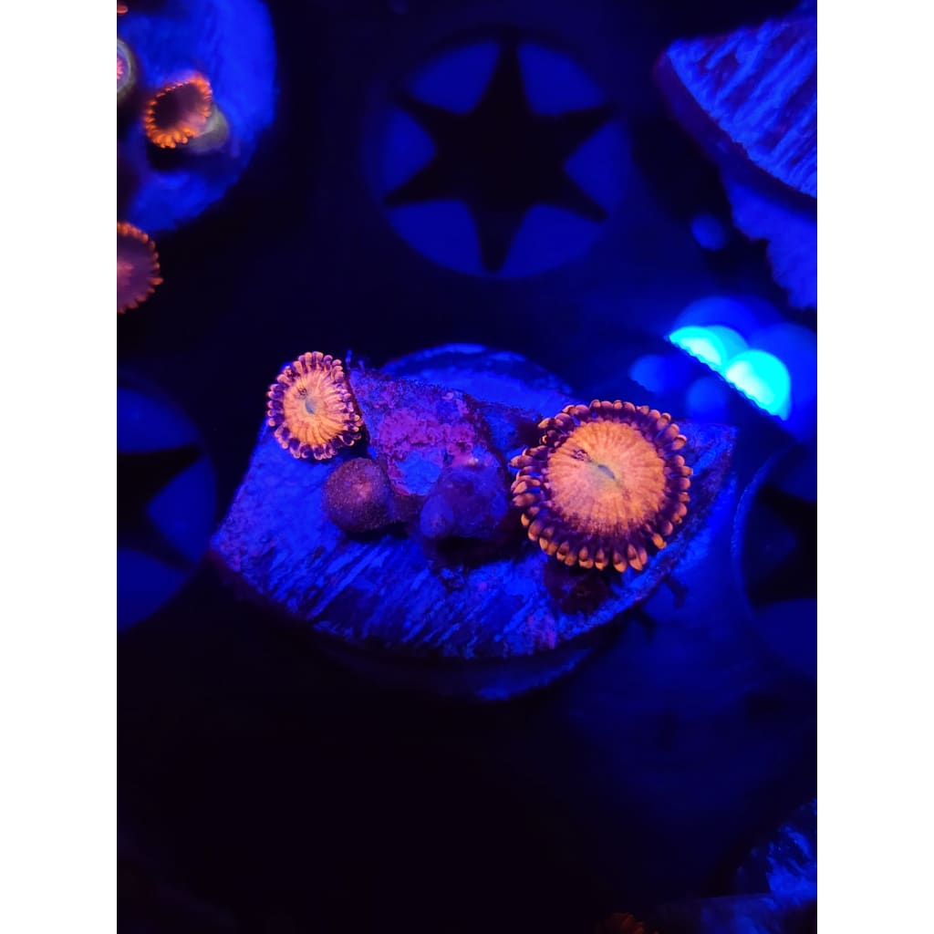 Sakura Sunrise Zoanthid Frag WYSIWYG!