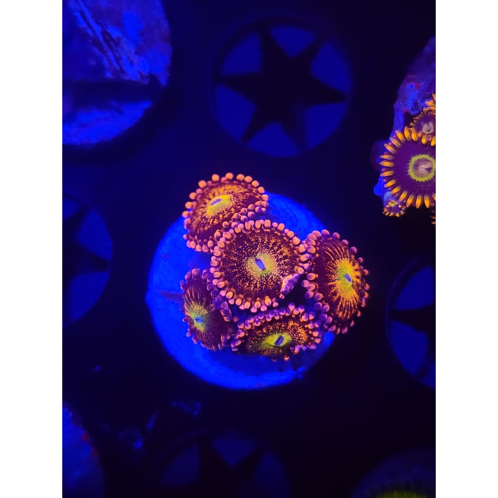 Sakura Sunrise Zoanthid Frag WYSIWYG!