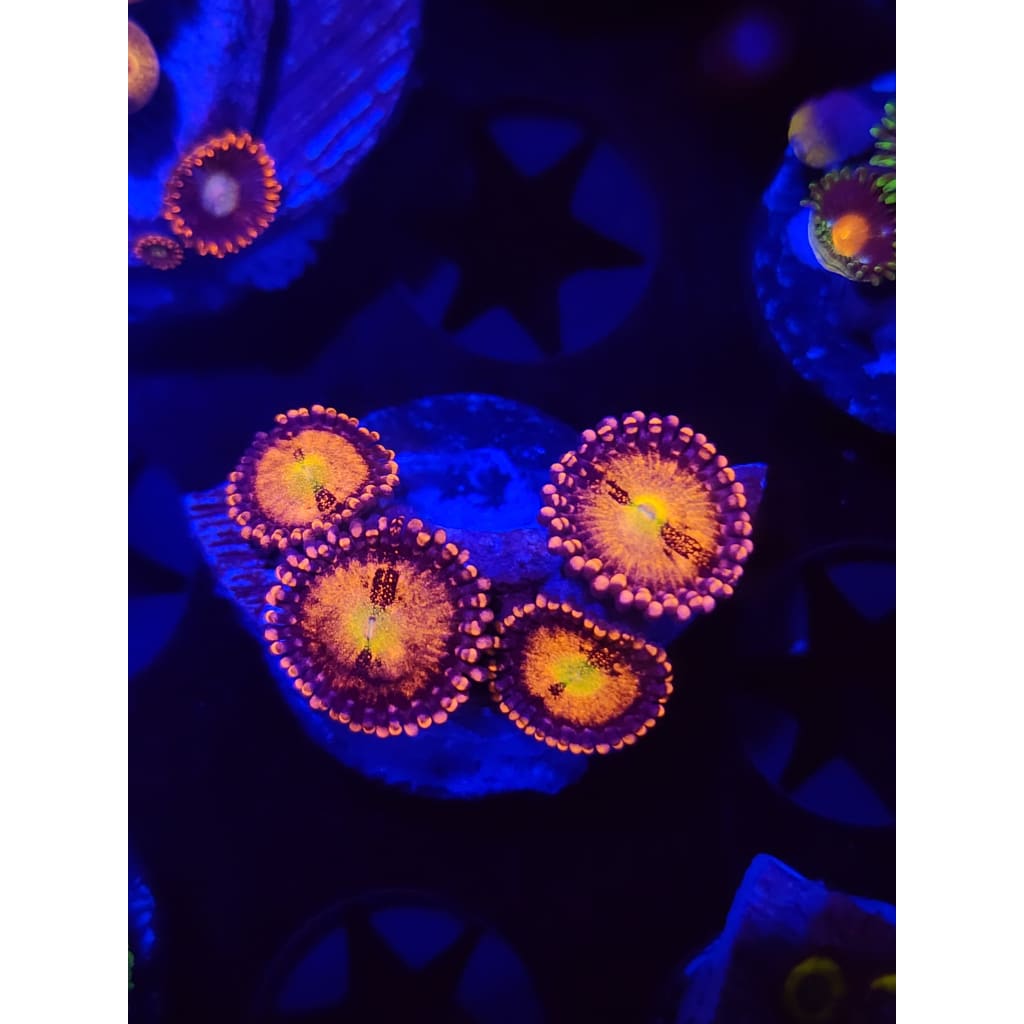 Sakura Sunrise Zoanthid Frag WYSIWYG!