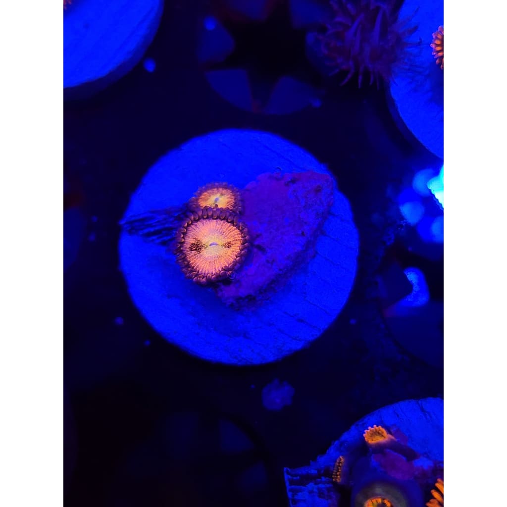 Sakura Sunrise Zoanthid Frag WYSIWYG!