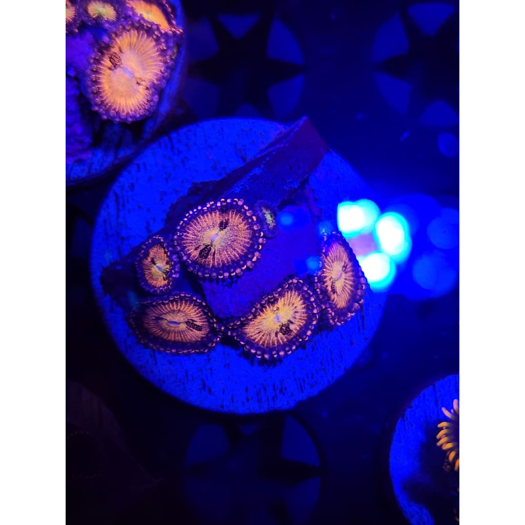 Sakura Sunrise Zoanthid Frag WYSIWYG!