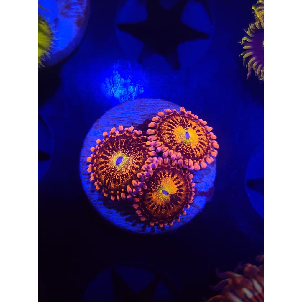 Sakura Sunrise Zoanthid Frag WYSIWYG!