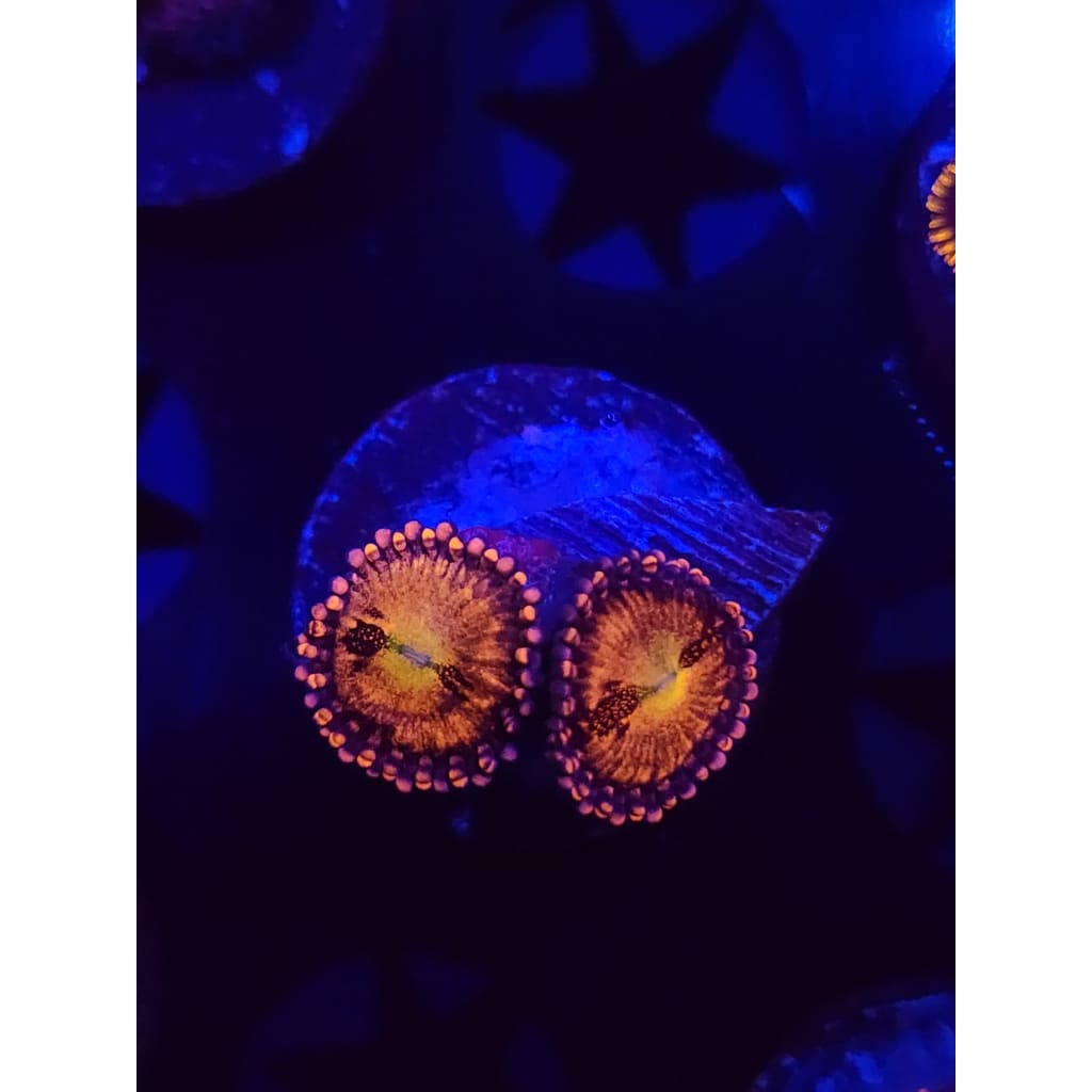 Sakura Sunrise Zoanthid Frag WYSIWYG!
