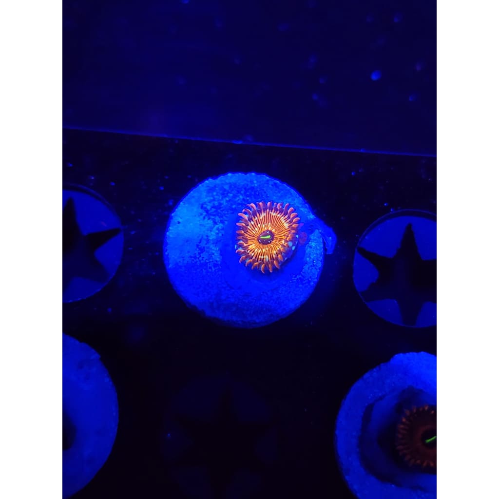 Salted Agave Zoanthid Frag WYSIWYG!
