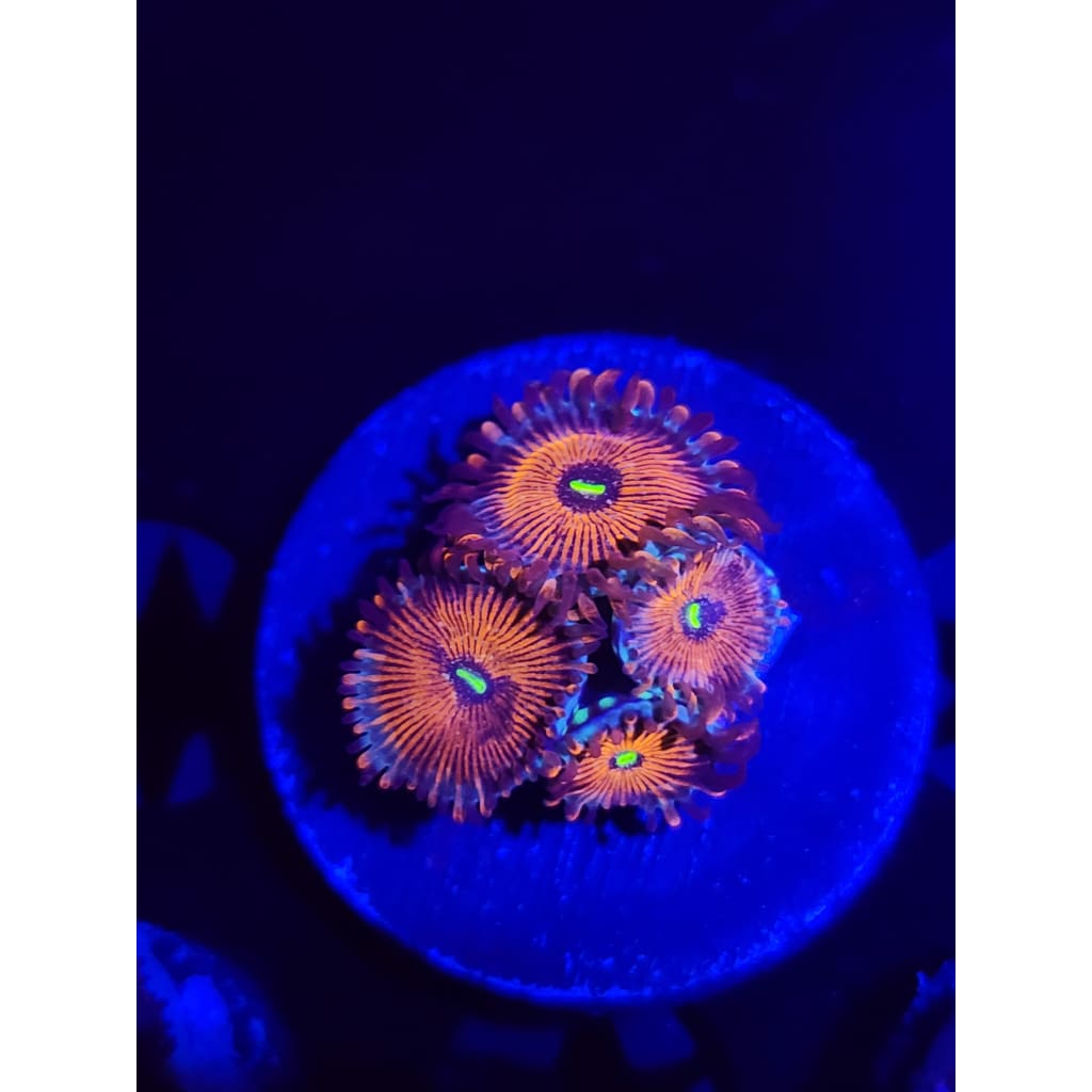 Salted Agave Zoanthid Frag WYSIWYG!