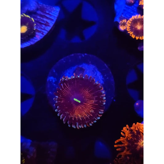 Salted Agave Zoanthid Frag WYSIWYG!