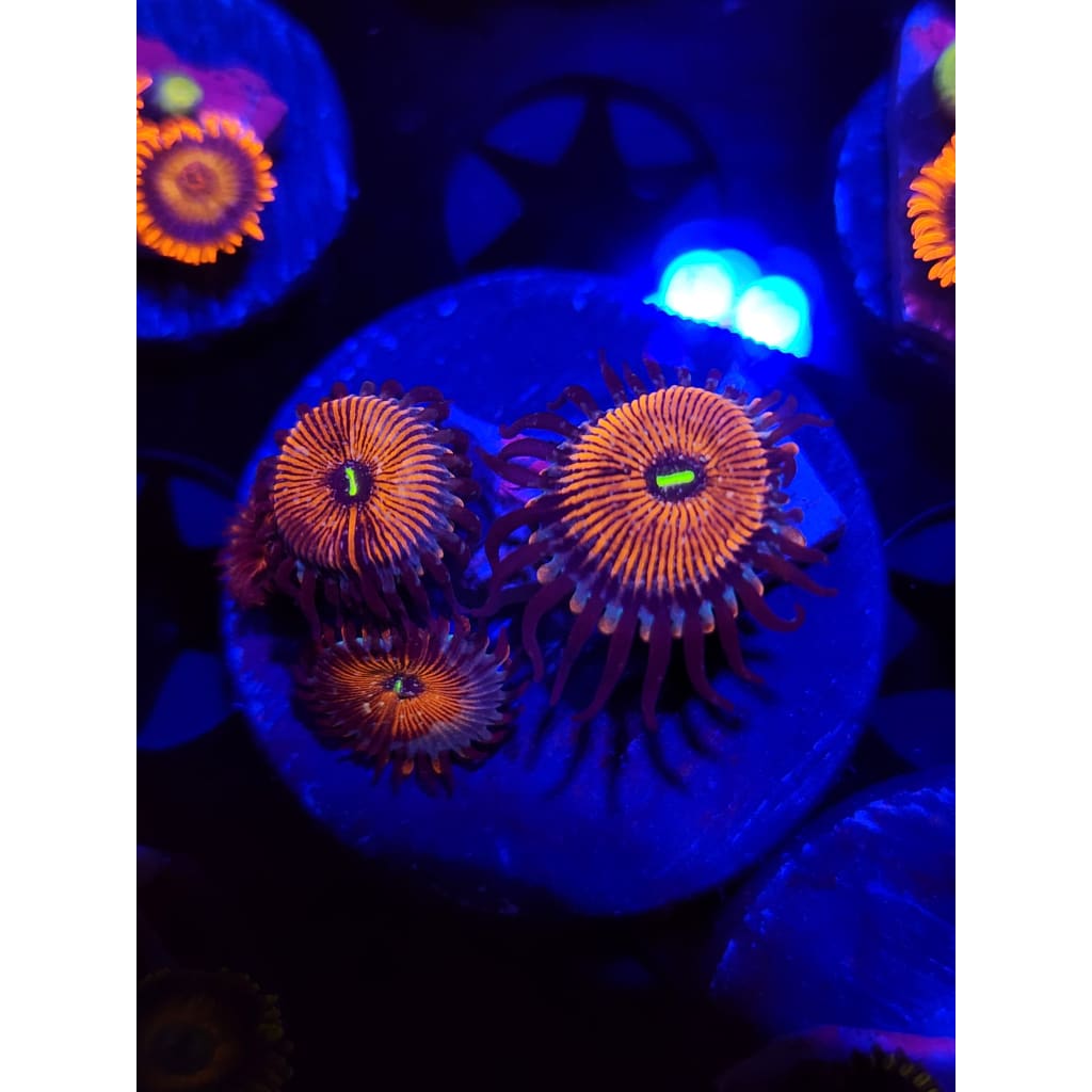 Salted Agave Zoanthid Frag WYSIWYG!