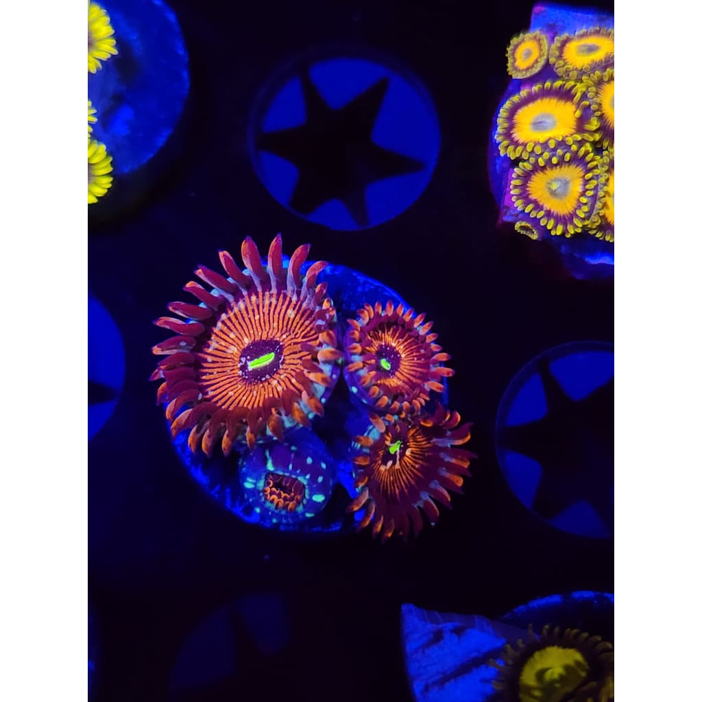 Salted Agave Zoanthid Frag WYSIWYG!