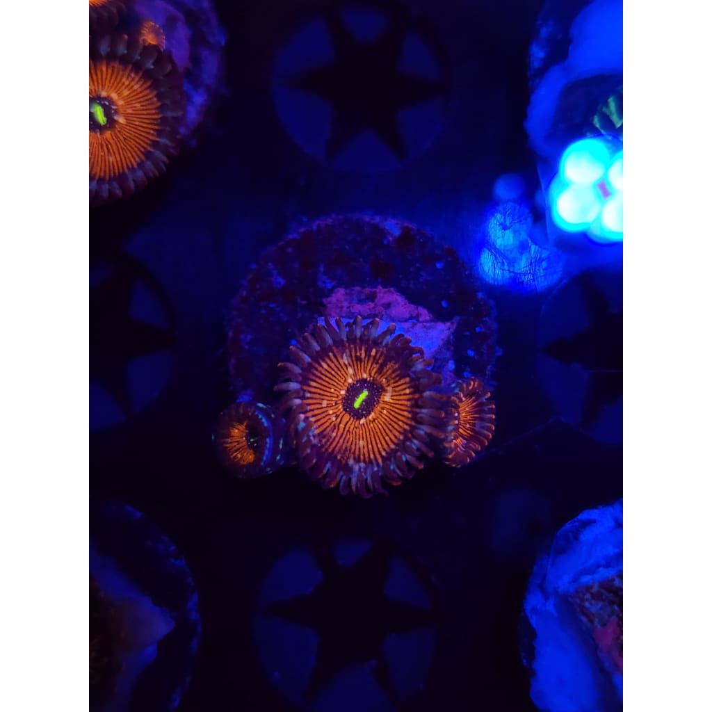 Salted Agave Zoanthid Frag WYSIWYG!