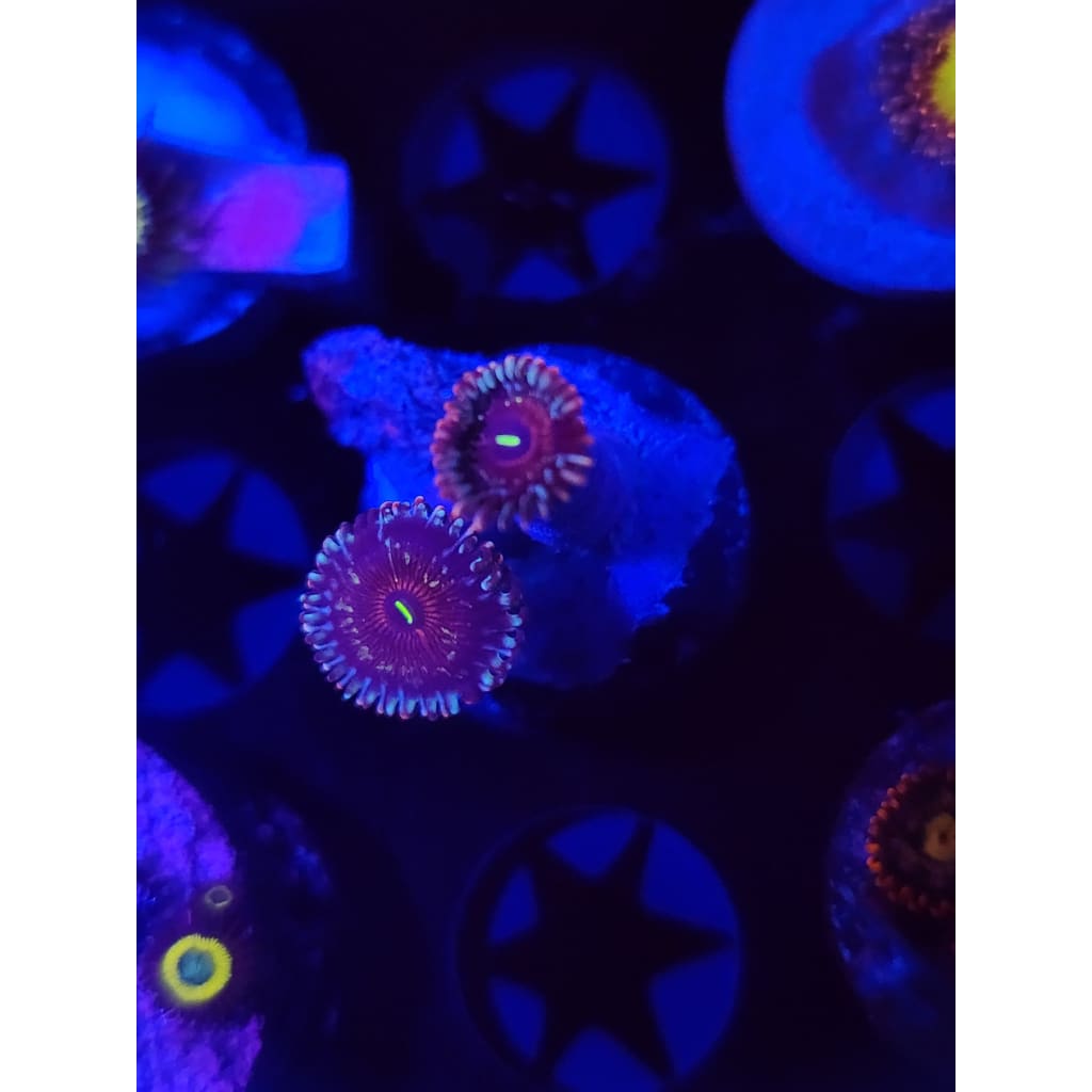 Salted Agave Zoanthid Frag WYSIWYG!