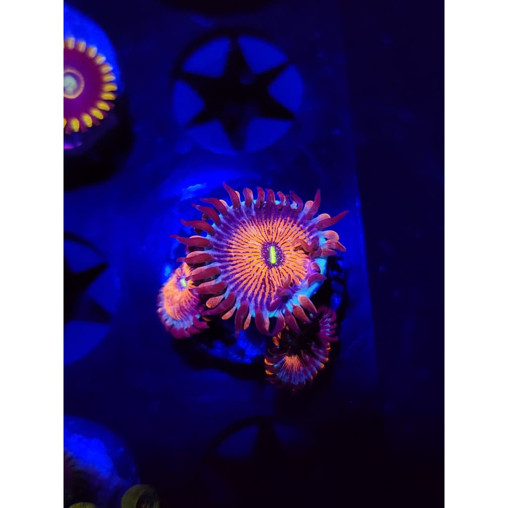 Salted Agave Zoanthid Frag WYSIWYG!