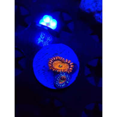 Salted Agave Zoanthid Frag WYSIWYG!