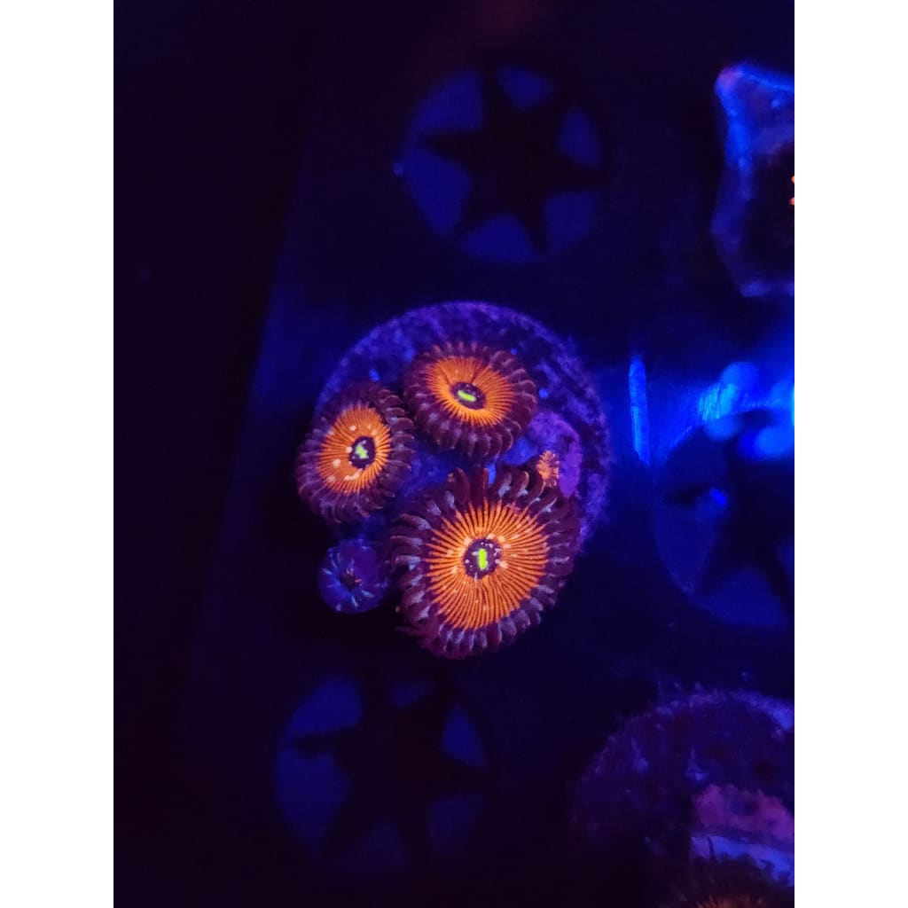 Salted Agave Zoanthid Frag WYSIWYG!