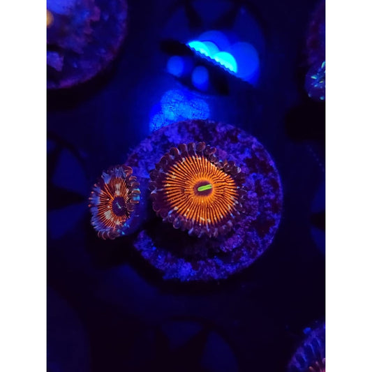Salted Agave Zoanthid Frag WYSIWYG!