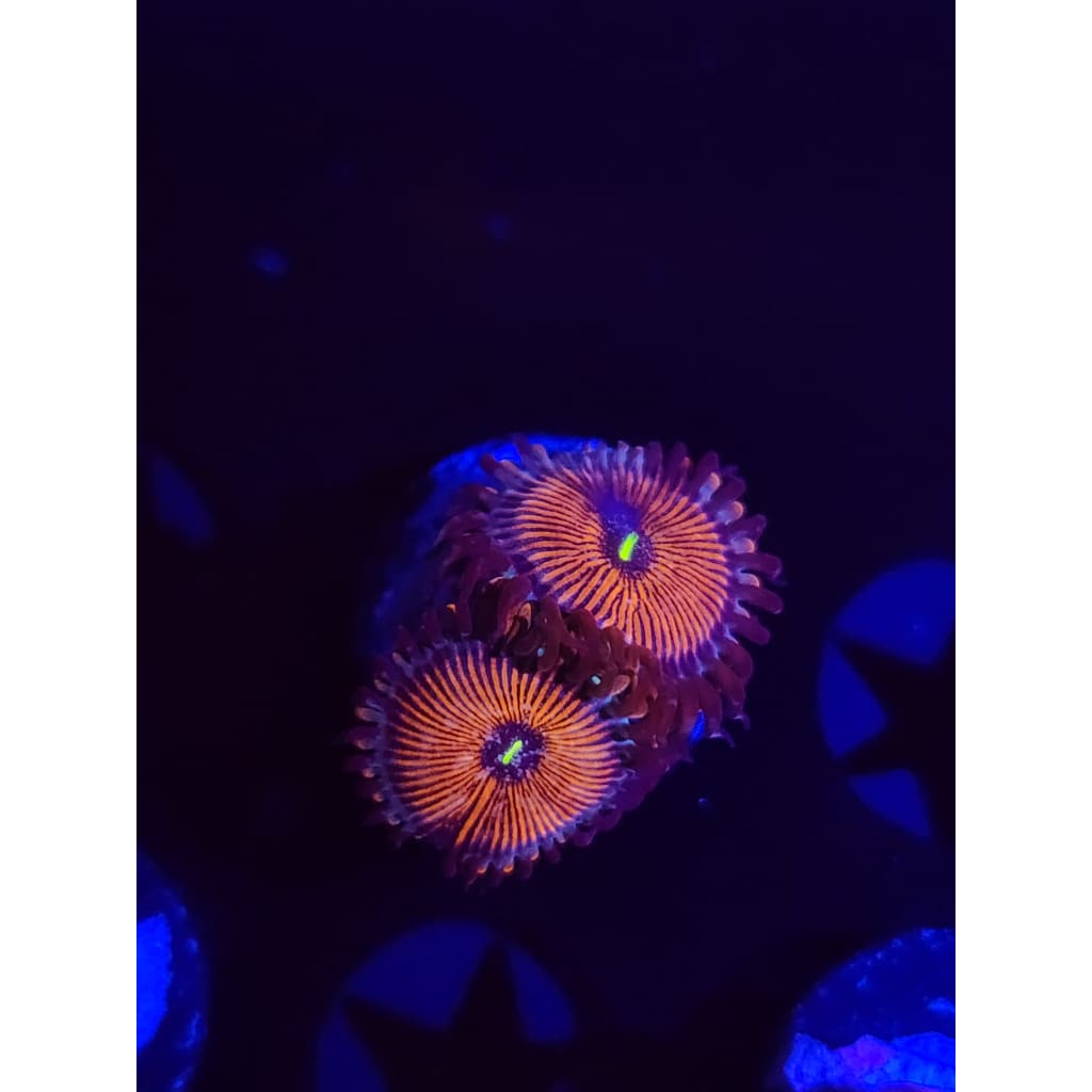 Salted Agave Zoanthid Frag WYSIWYG!