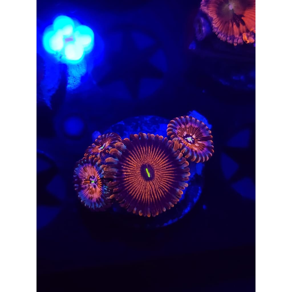 Salted Agave Zoanthid Frag WYSIWYG!