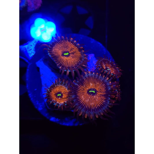 Salted Agave Zoanthid Frag WYSIWYG!