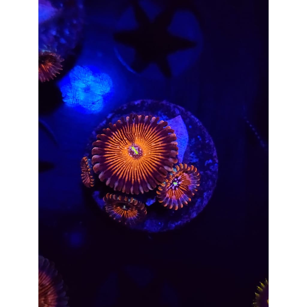 Salted Agave Zoanthid Frag WYSIWYG!