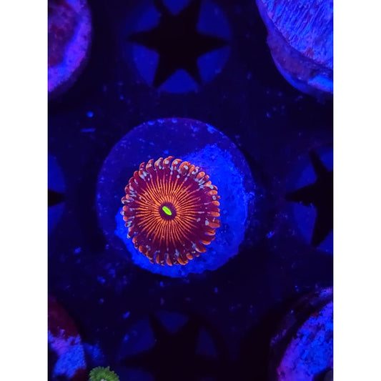 Salted Agave Zoanthid Frag WYSIWYG!