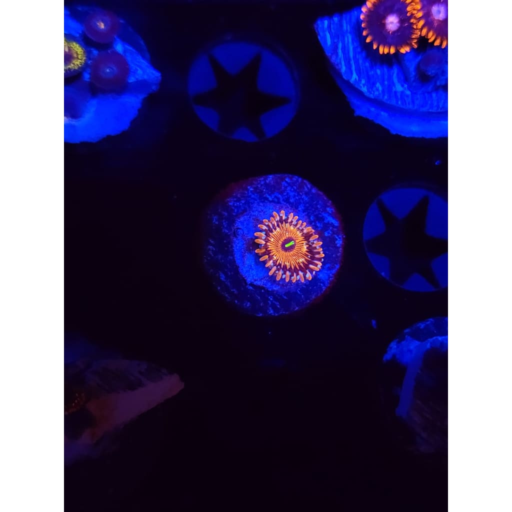 Salted Agave Zoanthid Frag WYSIWYG!