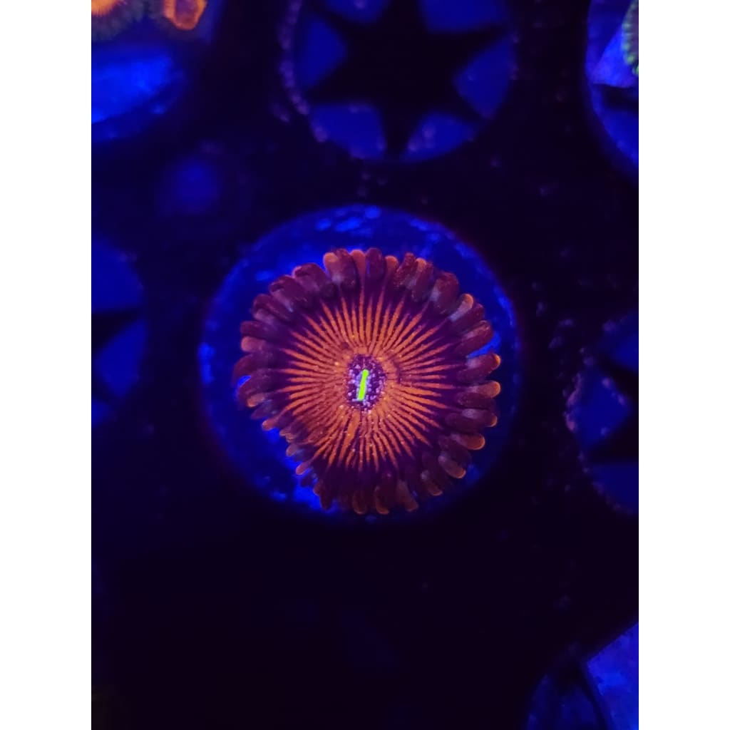 Salted Agave Zoanthid Frag WYSIWYG!