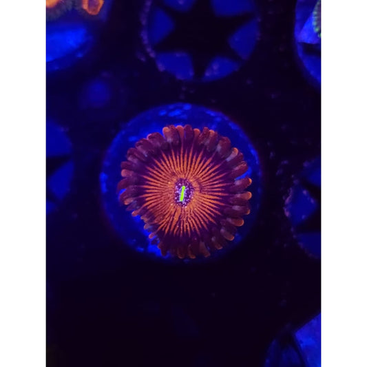 Salted Agave Zoanthid Frag WYSIWYG!