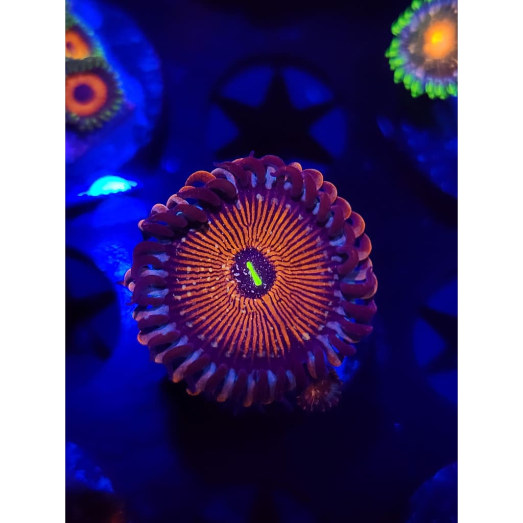 Salted Agave Zoanthid Frag WYSIWYG!