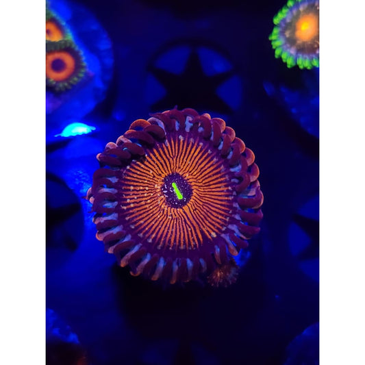Salted Agave Zoanthid Frag WYSIWYG!