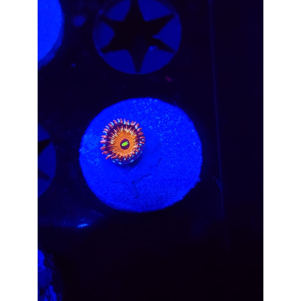 Salted Agave Zoanthid Frag WYSIWYG!