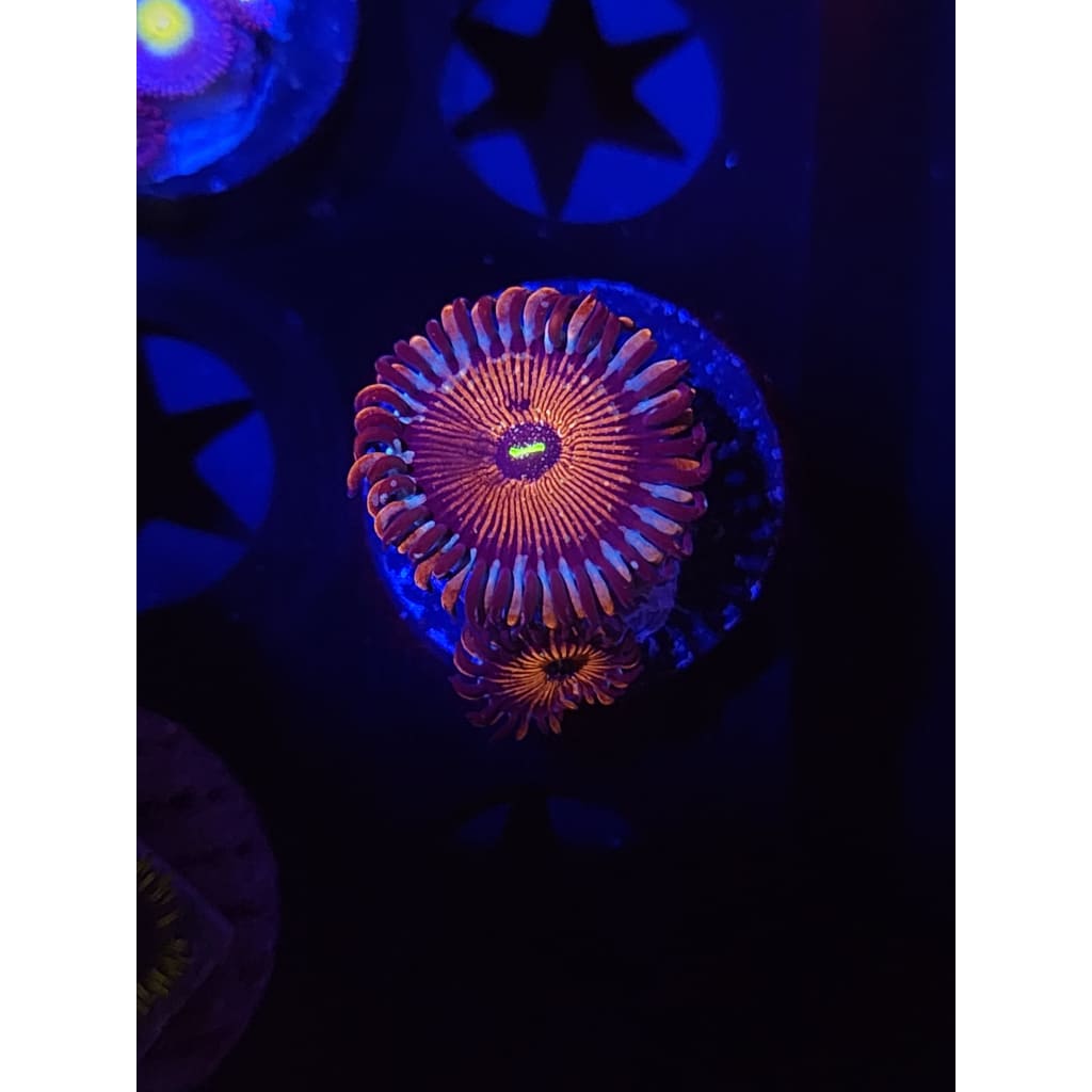 Salted Agave Zoanthid Frag WYSIWYG!
