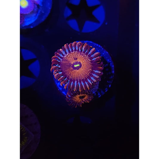 Salted Agave Zoanthid Frag WYSIWYG!