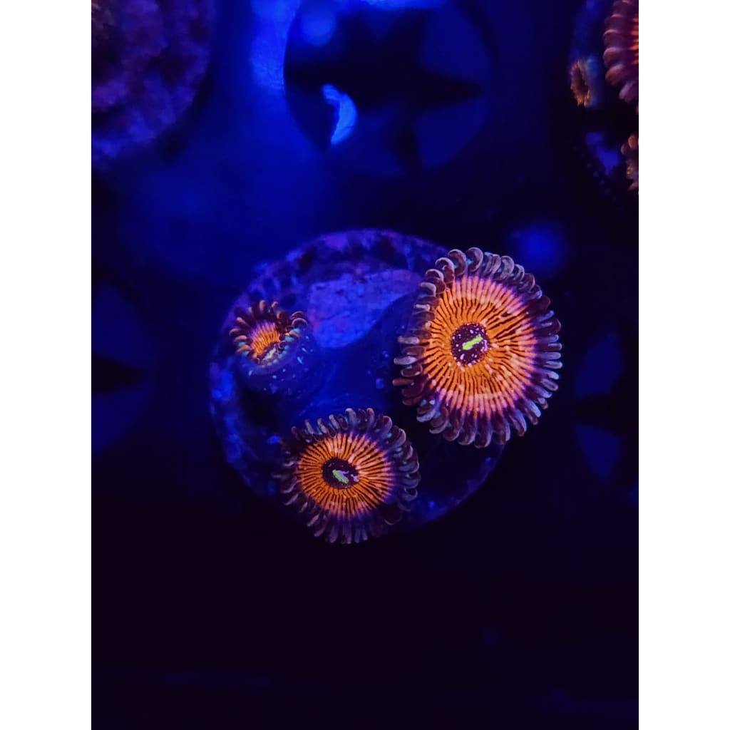 Salted Agave Zoanthid Frag WYSIWYG!