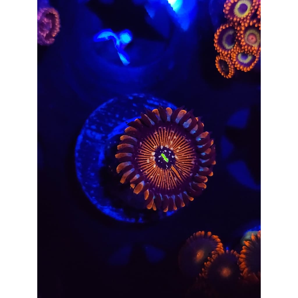 Salted Agave Zoanthid Frag WYSIWYG!