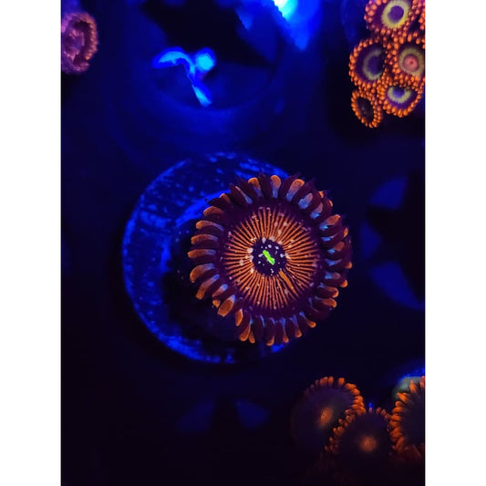Salted Agave Zoanthid Frag WYSIWYG!