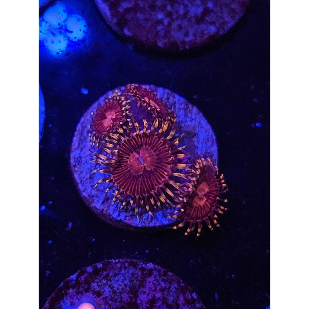 SBB Aphrodite Zoanthid Frag WYSIWYG!