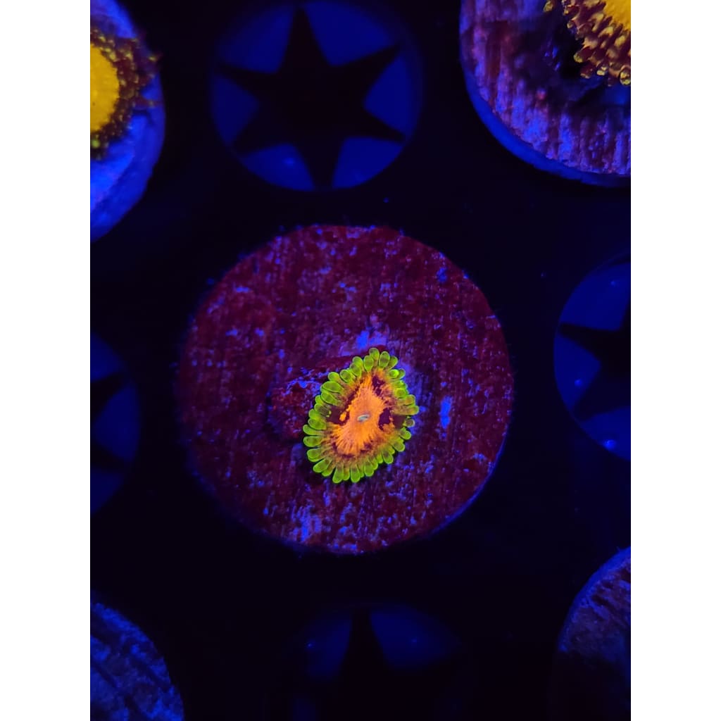 SBB Marvin the Martian Zoanthid Frag WYSIWYG!